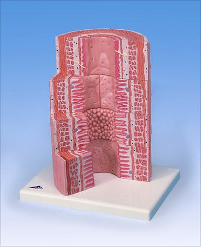 3B MICROanatomy™ Tracto Digestivo (a 20 aumentos)