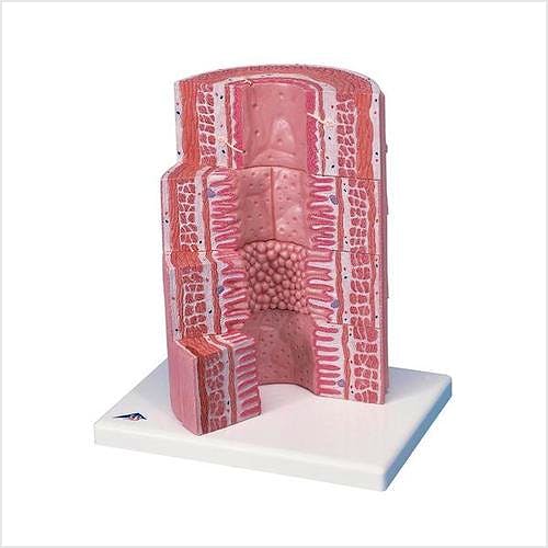 3B MICROanatomy™ Tracto Digestivo (a 20 aumentos)