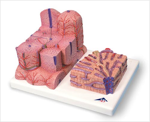 3B MICROanatomy™ Hígado