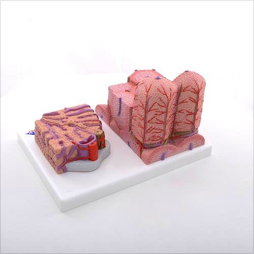 3B MICROanatomy™ Hígado