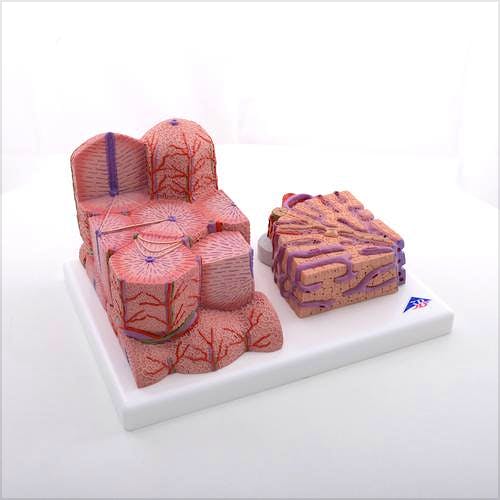 3B MICROanatomy™ Hígado