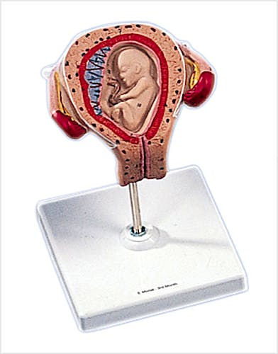 Útero con Embrión, Tercer Mes