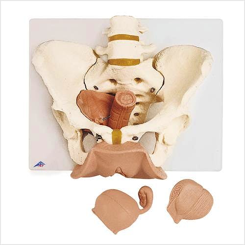 Esqueleto de Pelvis Femenina con Órganos Genitales (3 Piezas)