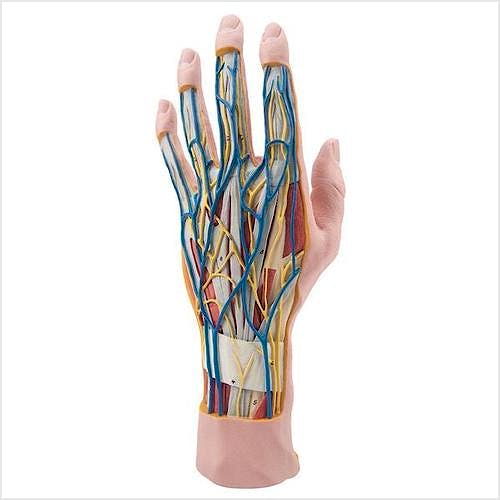 Modelo de la Mano, 3 Partes