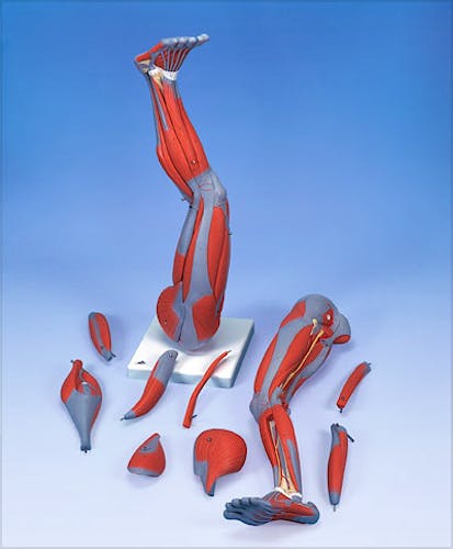 Modelo Musculo de la Pierna, 9 Partes