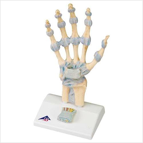 Esqueleto de la Mano con Ligamentos y Túnel Carpiano