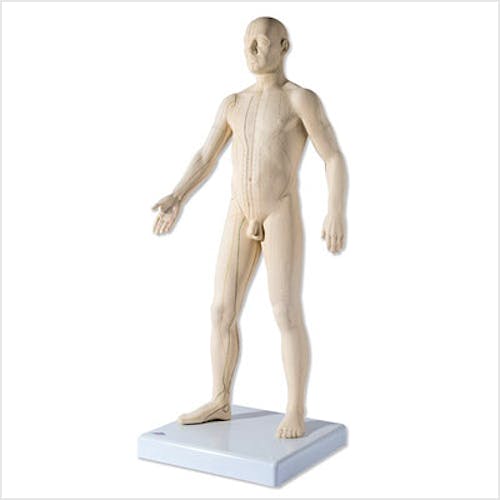 Modelo para Acupuntura Masculino (1/3 de su Tamaño Natural)