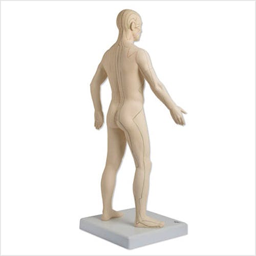 Modelo para Acupuntura Masculino (1/3 de su Tamaño Natural)
