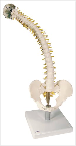 Columna Vertebral con Discos Intervertebrales Suaves