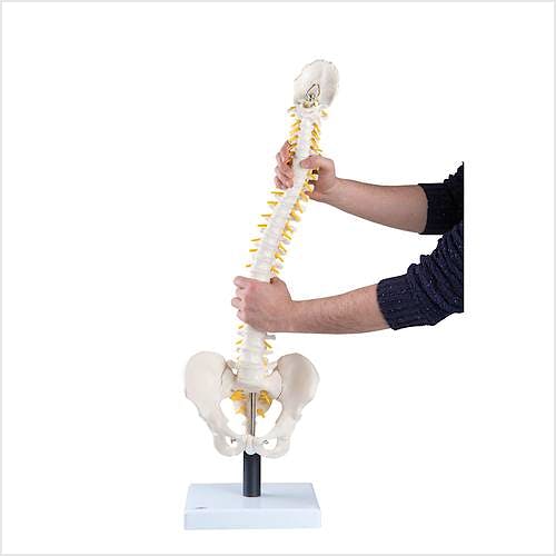Columna Vertebral con Discos Intervertebrales Suaves