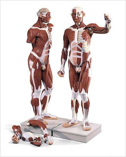 Modelo Muscular Masculino, 37 Partes