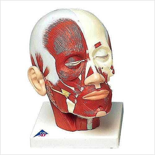 Cabeza Muscular con Cuello