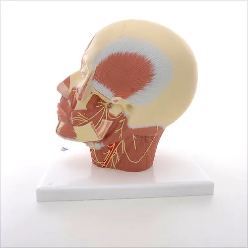 Cabeza Muscular con Cuello y Nervios