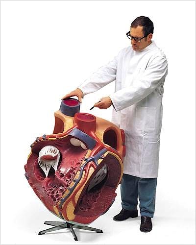Corazon Gigante, Aumentado 8 Veces