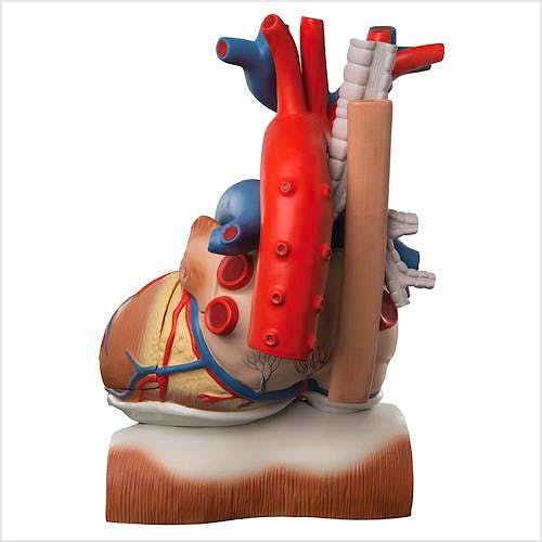 Corazon en Diafragma, 10 Partes
