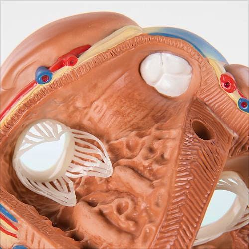 Corazón de Lujo, 7 Partes