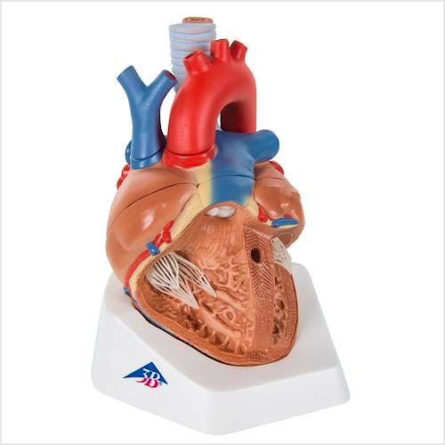 Corazón de Lujo, 7 Partes