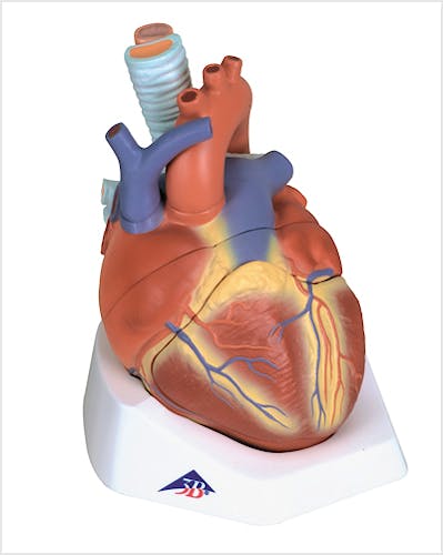 Corazón de Lujo, 7 Partes