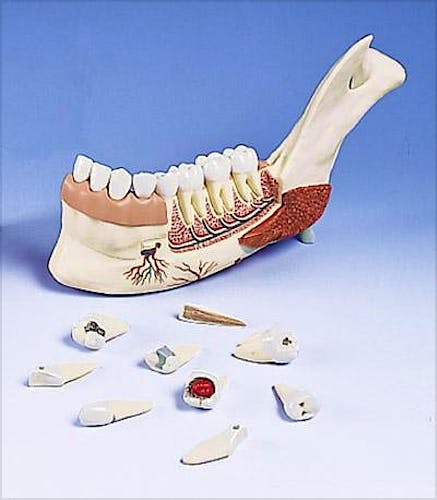 Media Mandibula Inferior, 19 Partes