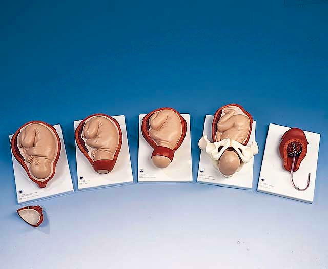 Proceso del Nacimiento (5 Etapas)
