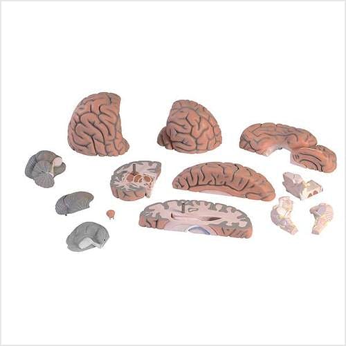 Cerebro de Aula, 14 Partes, 2,5 Veces el Tamaño Natural