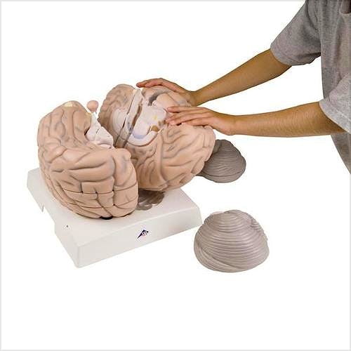 Cerebro de Aula, 14 Partes, 2,5 Veces el Tamaño Natural