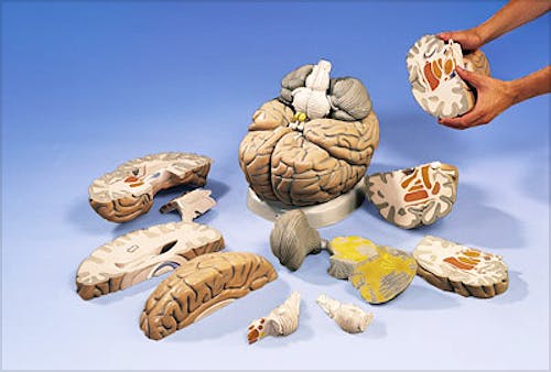 Cerebro de Aula, 14 Partes, 2,5 Veces el Tamaño Natural