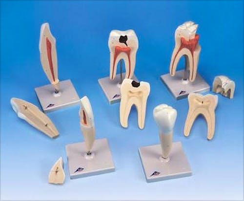 Serie de 5 Modelos de Dientes