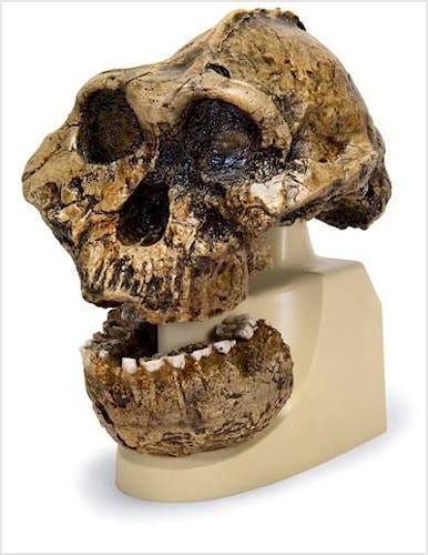 Cráneo Antropológico Réplica del Cráneo del Australopithecus Boisei (KNM-ER 406 + Omo L7A-125)