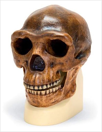 Craneo Antropologico Sinanthropus