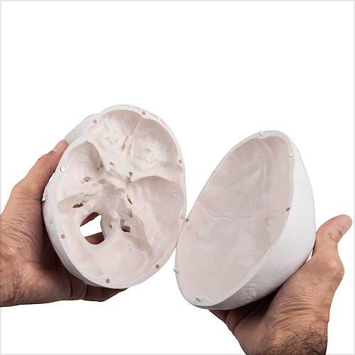 Cráneo Modelo Estándar, 3 Partes