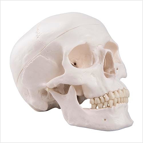 Cráneo Modelo Estándar, 3 Partes