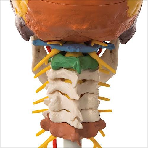 Cráneo Clásico Didáctico con Columna Cervical (4 Partes)