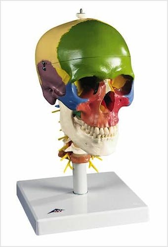 Cráneo Clásico Didáctico con Columna Cervical (4 Partes)