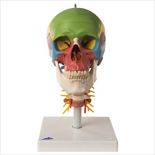 Cráneo Clásico Didáctico con Columna Cervical (4 Partes)