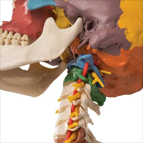 Cráneo Clásico Didáctico con Columna Cervical (4 Partes)