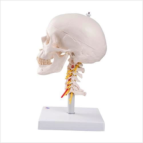 Craneo Clasico sobre Columna Cervical, 4 Partes
