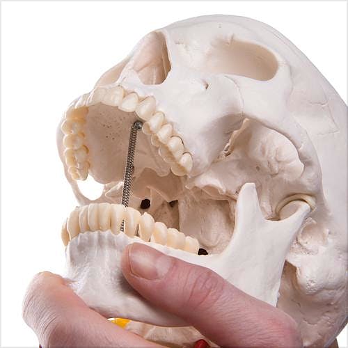 Craneo Clasico sobre Columna Cervical, 4 Partes