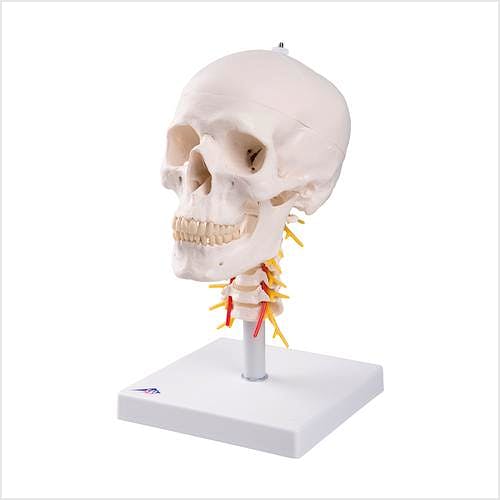Craneo Clasico sobre Columna Cervical, 4 Partes