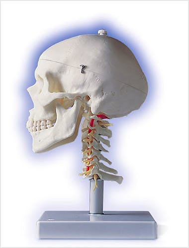 Craneo Clasico sobre Columna Cervical, 4 Partes