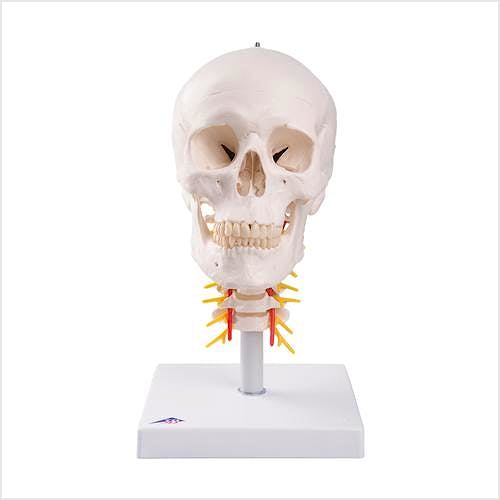 Craneo Clasico sobre Columna Cervical, 4 Partes