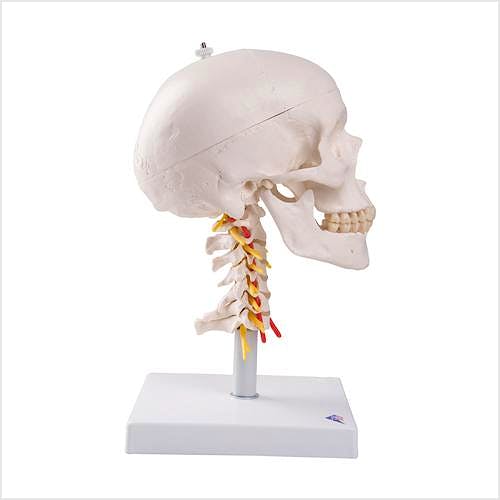 Craneo Clasico sobre Columna Cervical, 4 Partes