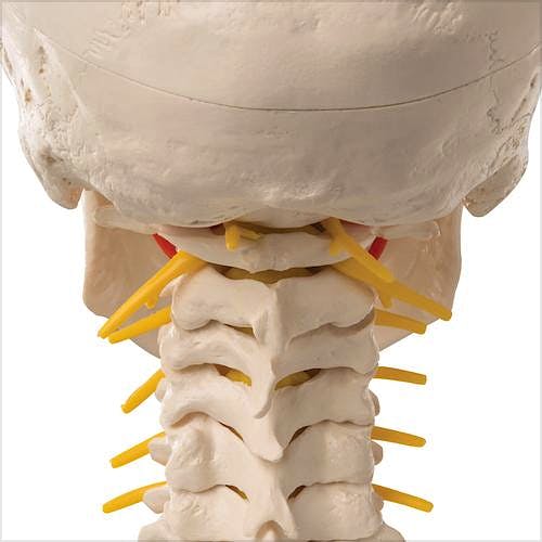 Craneo Clasico sobre Columna Cervical, 4 Partes