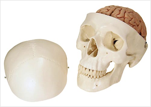 Cráneo con Cerebro, 8 Partes
