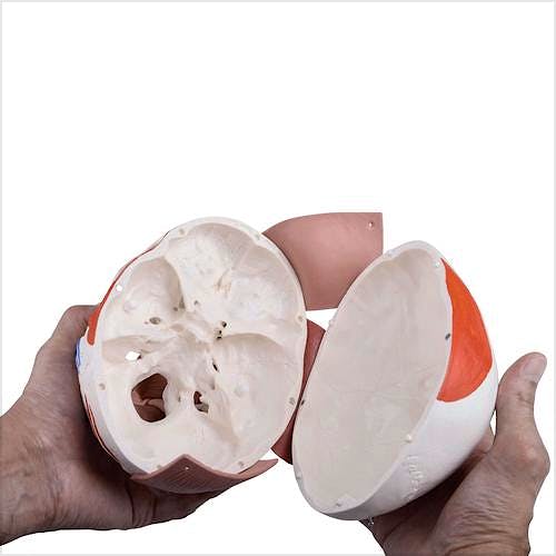 Cráneo con Músculos Faciales