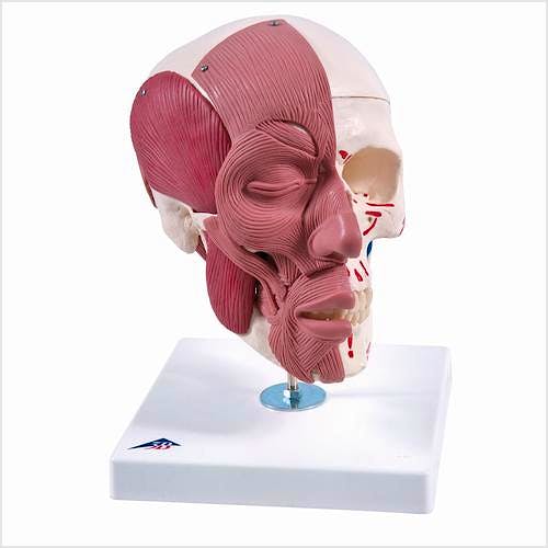 Cráneo con Músculos Faciales