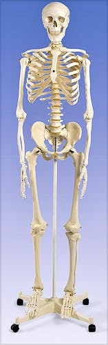 Esqueleto Estándar con Soporte con Ruedas 170 cm.