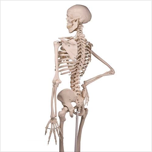 Esqueleto Estándar con Soporte con Ruedas 170 cm.