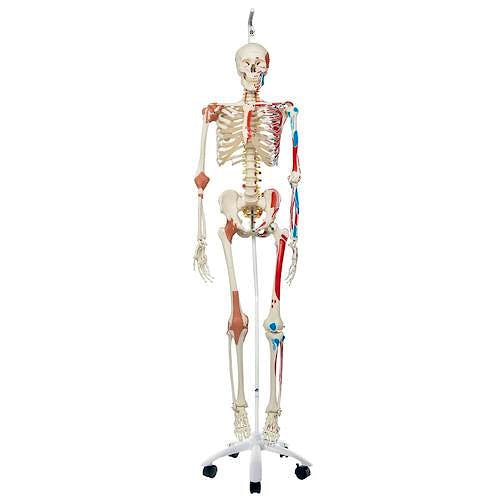 Esqueleto de Lujo con Músculos y Ligamentos con Soporte de Rodillos con Freno 170 cm.