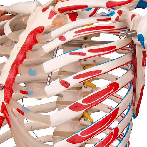 Esqueleto de Lujo con Músculos y Ligamentos con Soporte de Rodillos con Freno 170 cm.